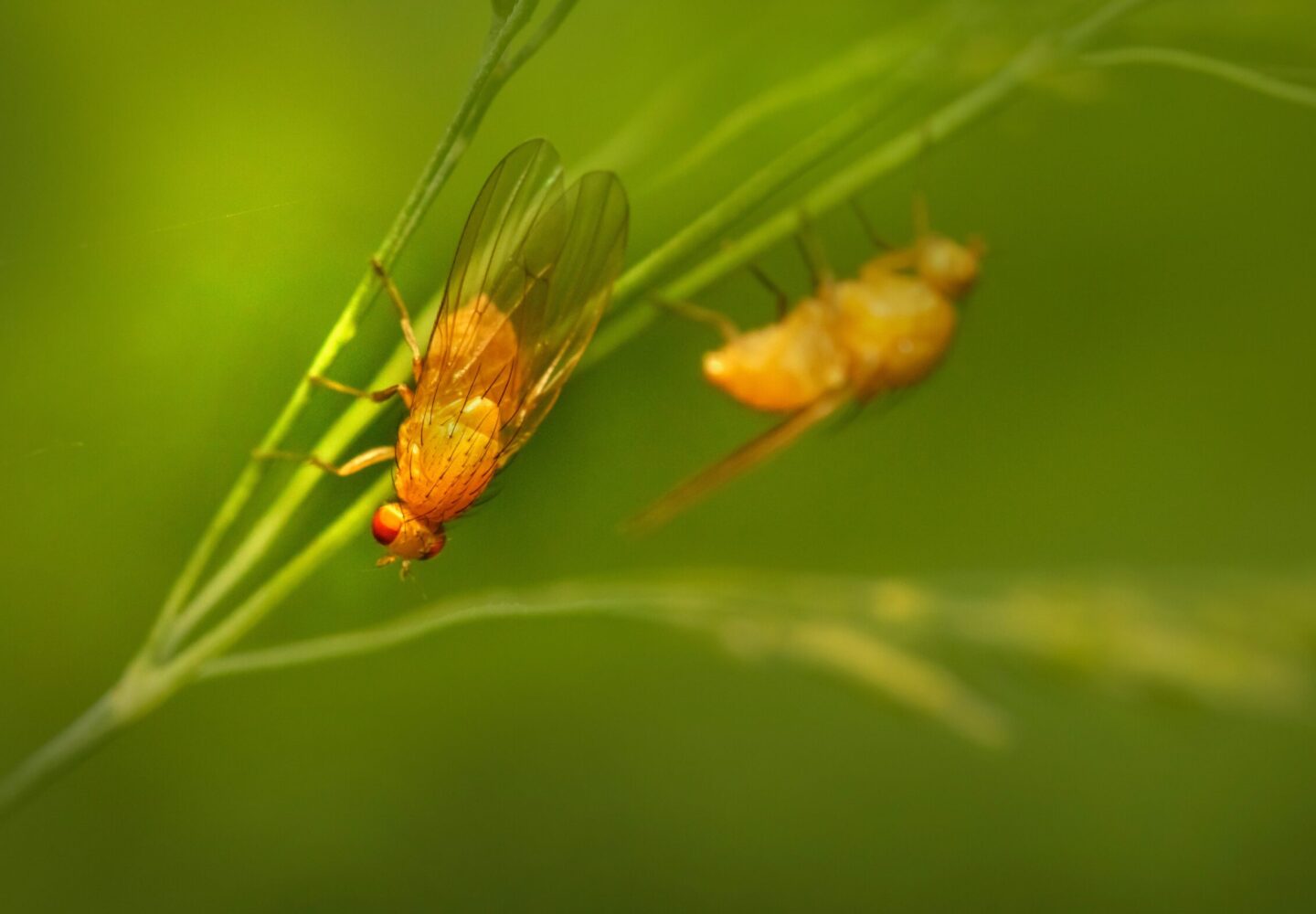 äädikakärbes-erik-karits