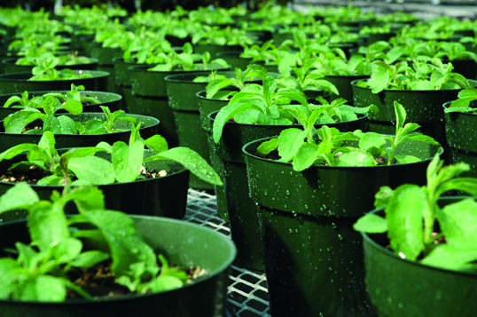 Stevia