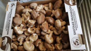 shiitake-seened